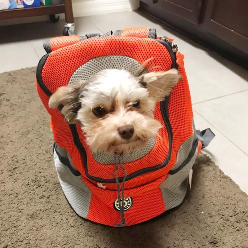 Backpack For Dogs/Cats - Image 4