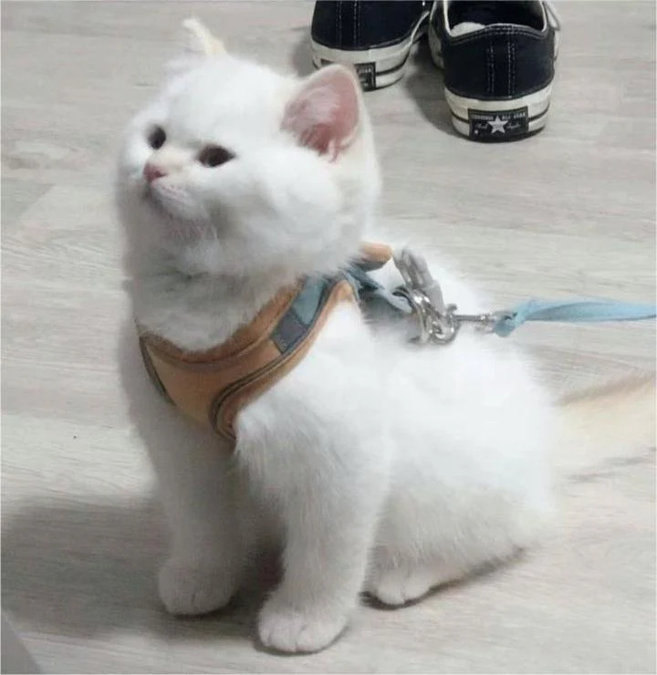 Cat Vest Harness and Leash Set - Image 12