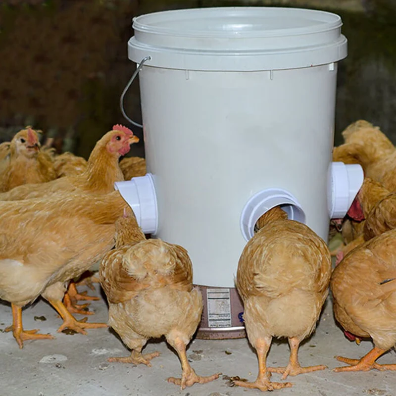 DIY Chicken Feeder - Image 7