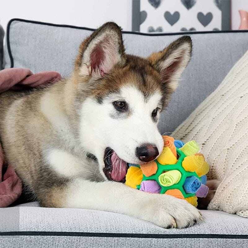Dog Chew Toy - Image 3