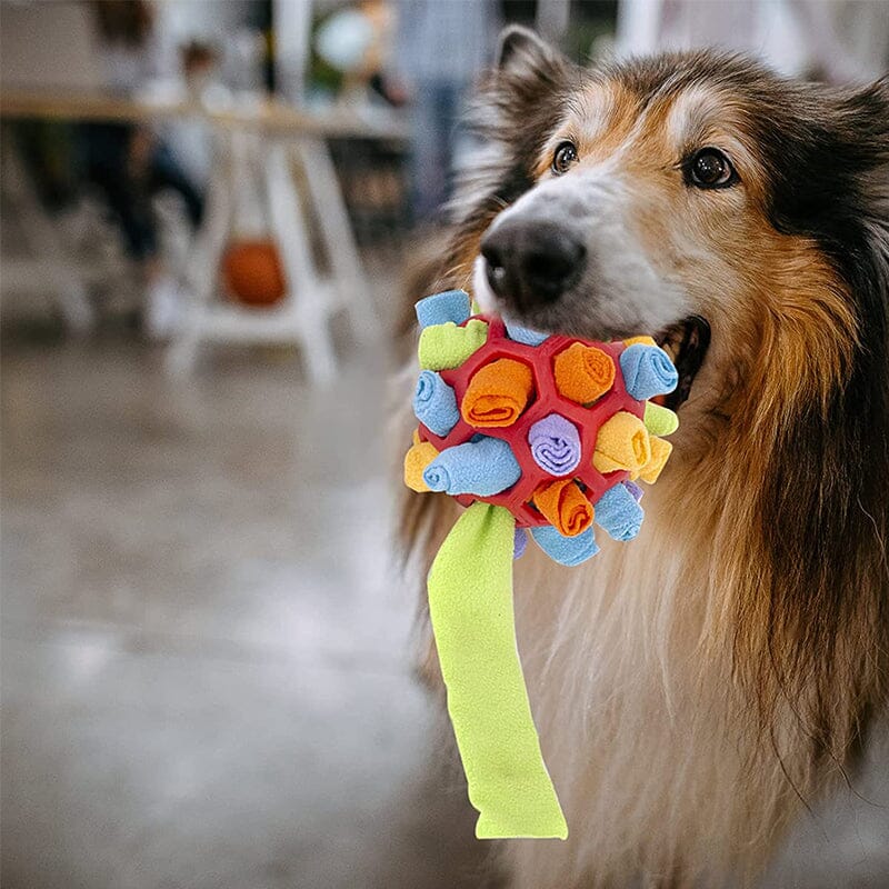 Dog Chew Toy - Image 6