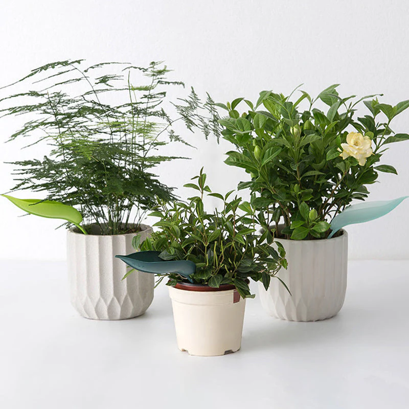 🌸🥬Funny Watering Leaves (6pcs)🥬🌸 - Image 10