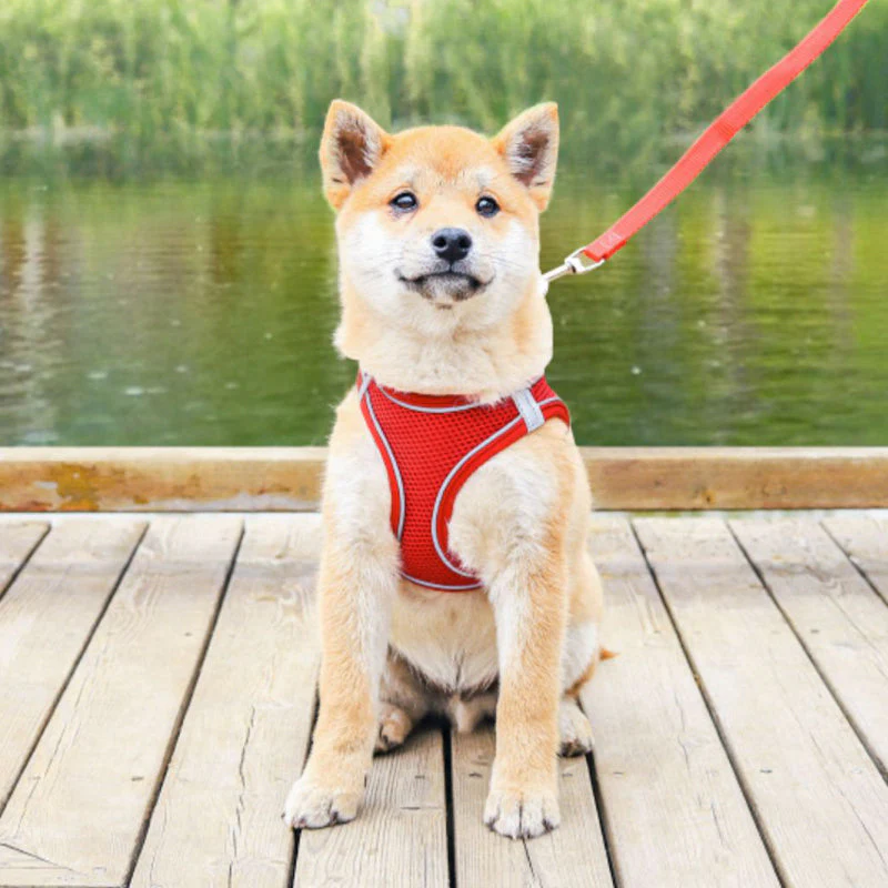 Pet Chest Harness - Image 4
