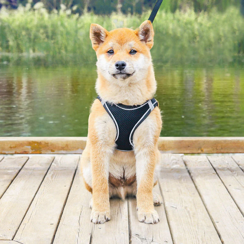 Pet Chest Harness - Image 5
