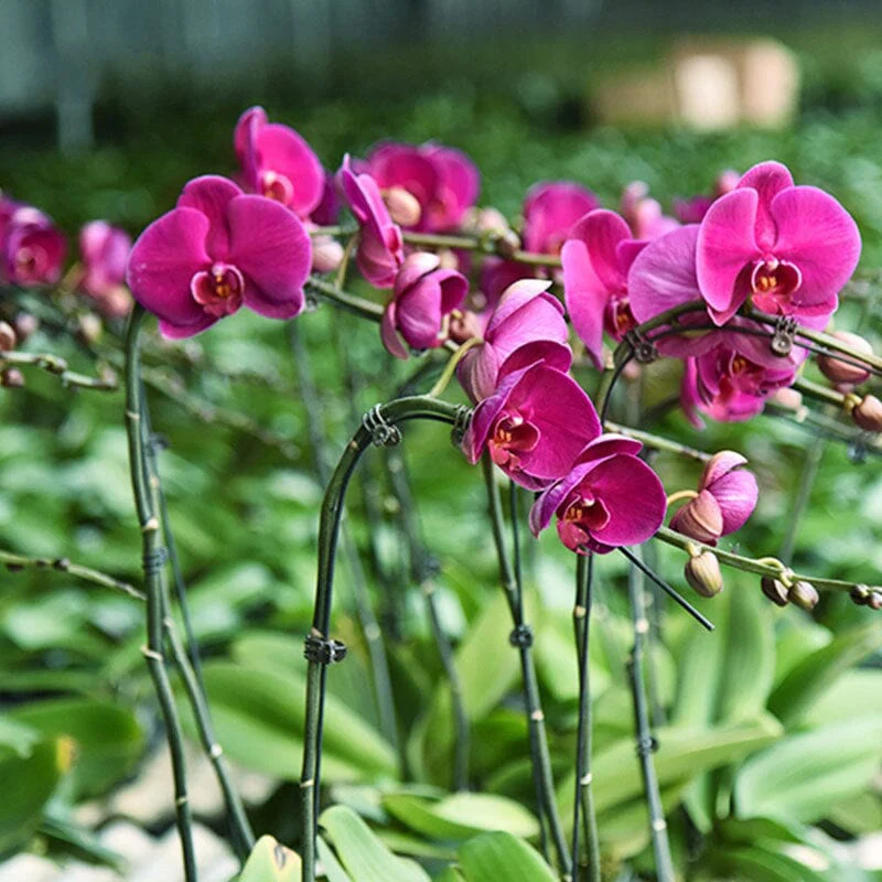 Plant Clips - Image 3