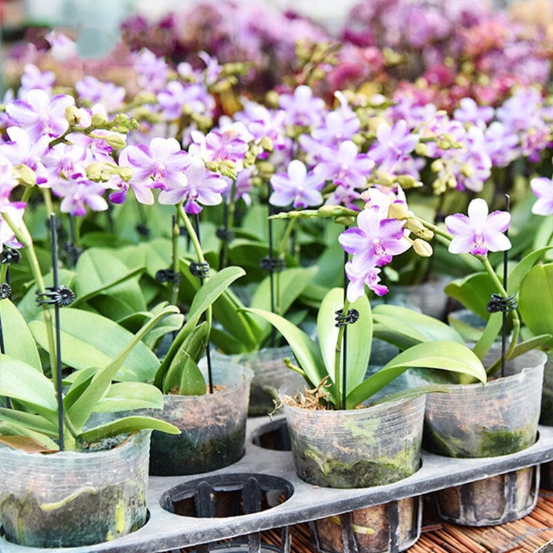 Plant Clips - Image 4