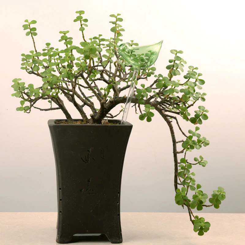 Self-watering Plant Glass Bulb - Image 11