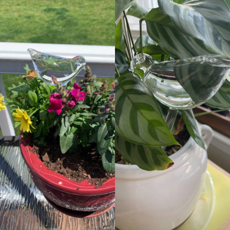 Self-watering Plant Glass Bulb - Image 6